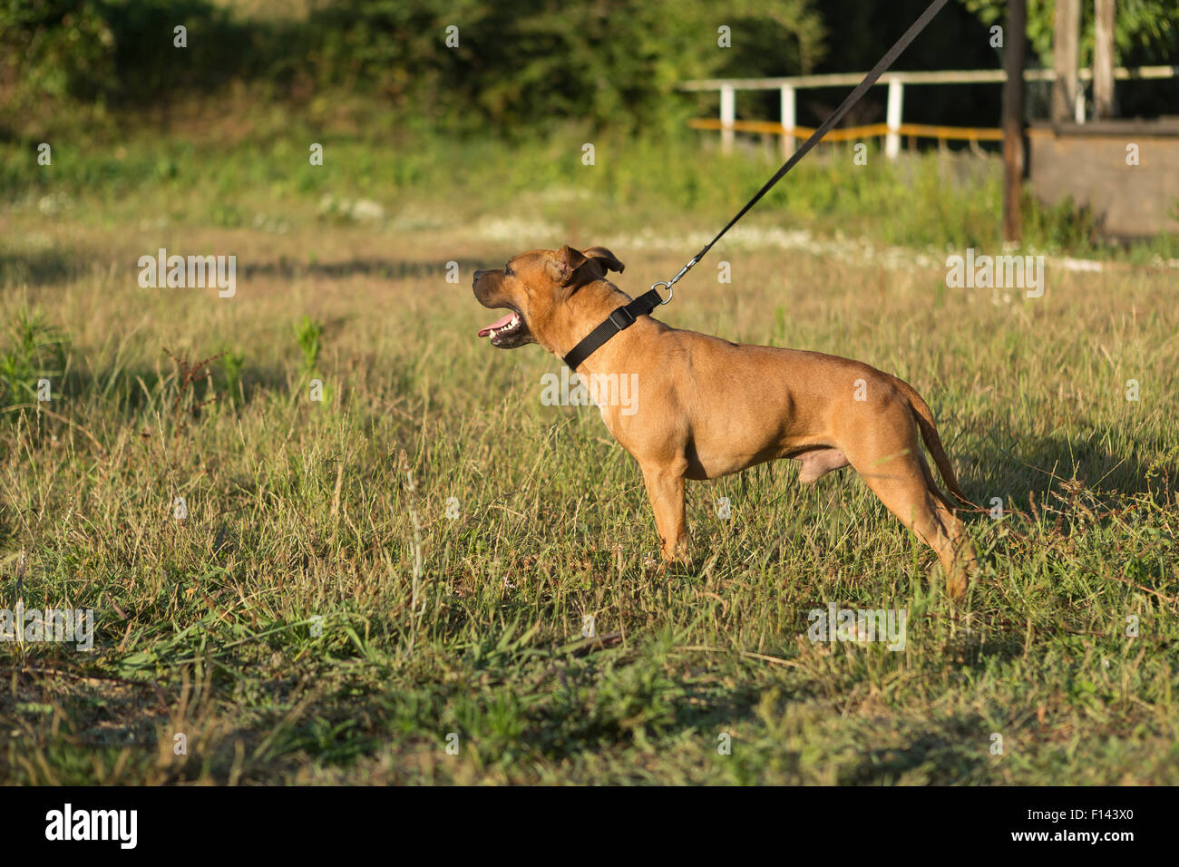 Bella staffordshire bull terrier in posa di un parco al tramonto Foto Stock