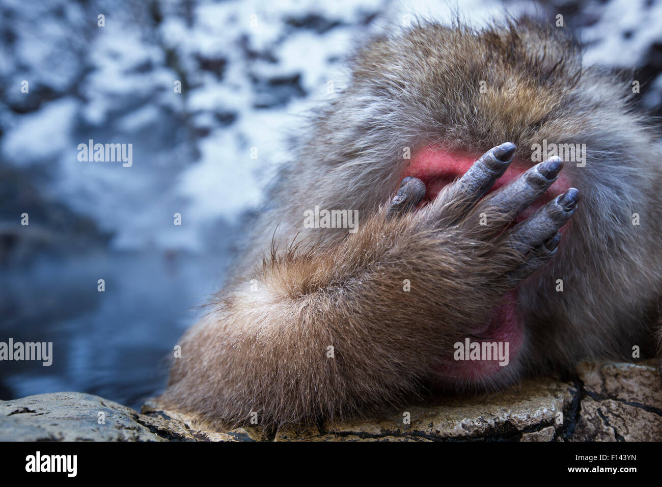 Macaque giapponese (Macaca fuscata) maschio in appoggio sul bordo di thermal hotspring pool con mano che ricopre la faccia, Jigokudani Yean-Koen National Park, Giappone, febbraio. Foto Stock