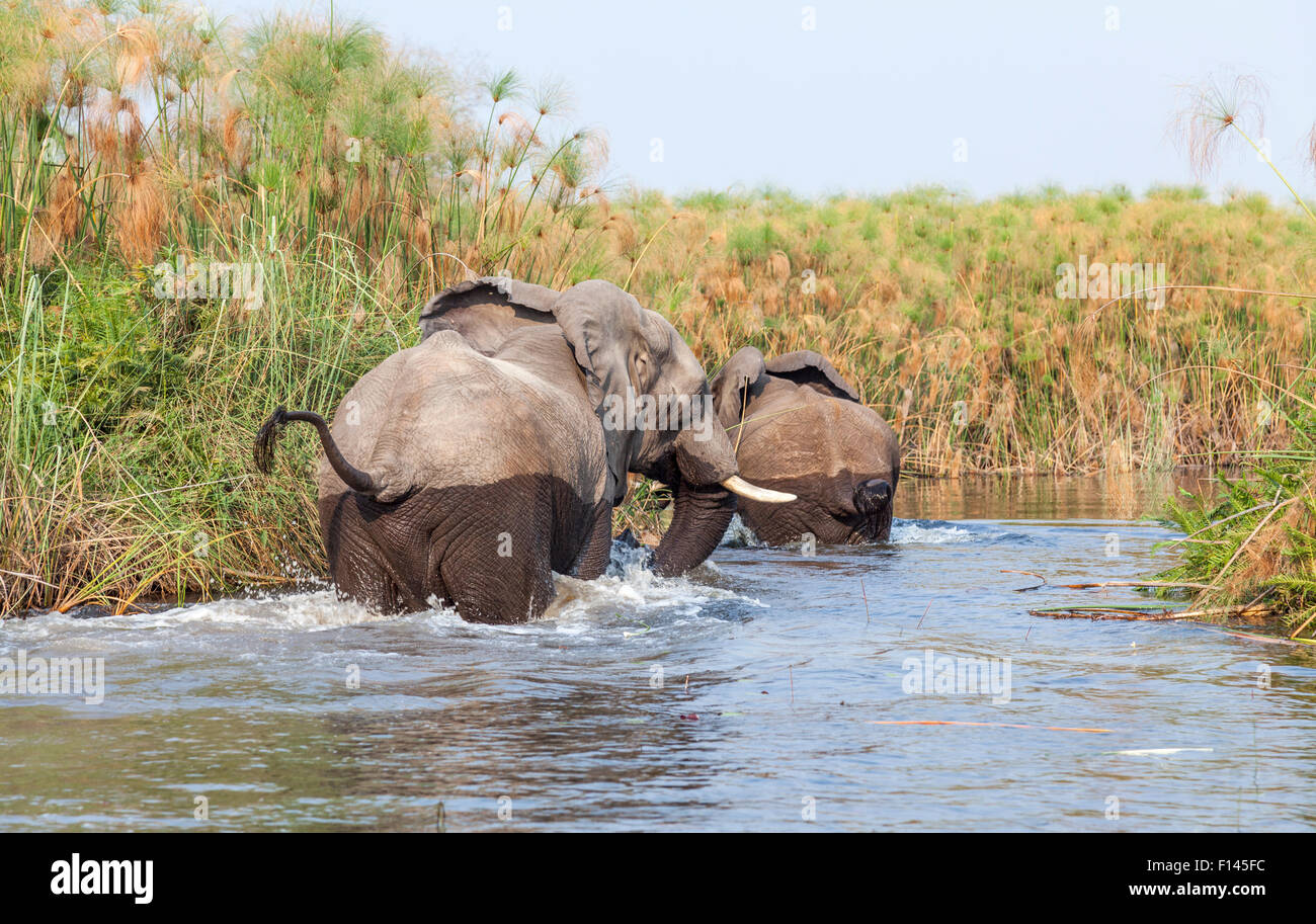 Big 5 animale la visualizzazione su safari: Coppia di bush africano Elefante africano (Loxodonta africana) in una via navigabile, Okavango Delta, nord Botswana, Sud Africa Foto Stock