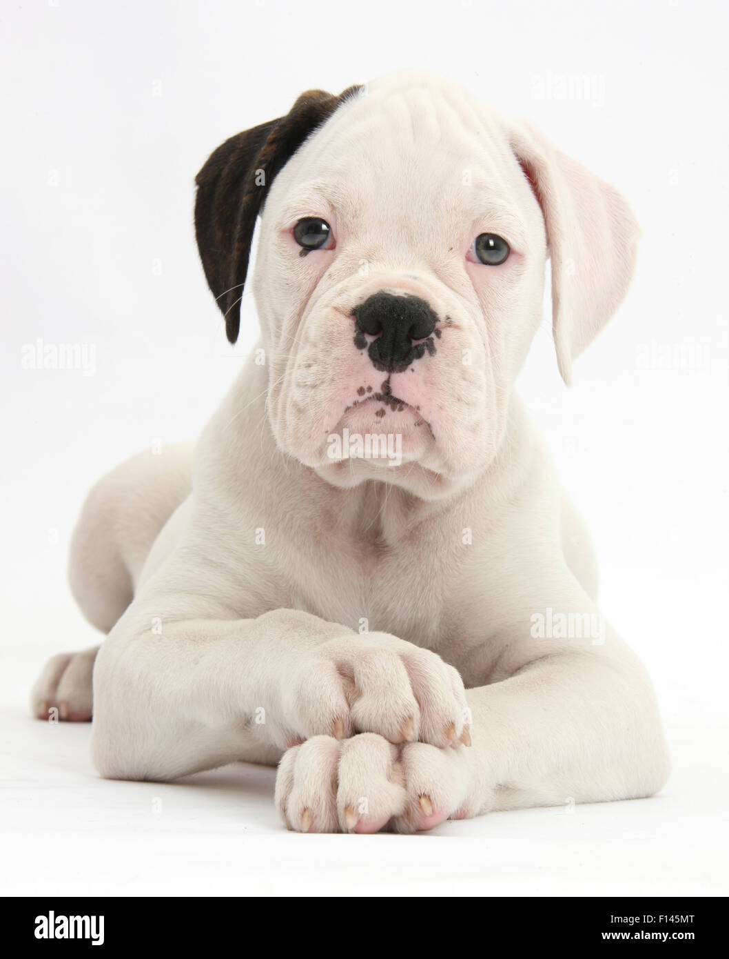 Black eared Boxer bianco cucciolo, giacente con testa e zampe incrociate,  contro uno sfondo bianco Foto stock - Alamy