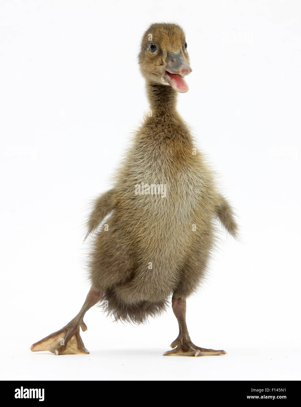 Brown anatroccolo cheeping, contro uno sfondo bianco Foto Stock