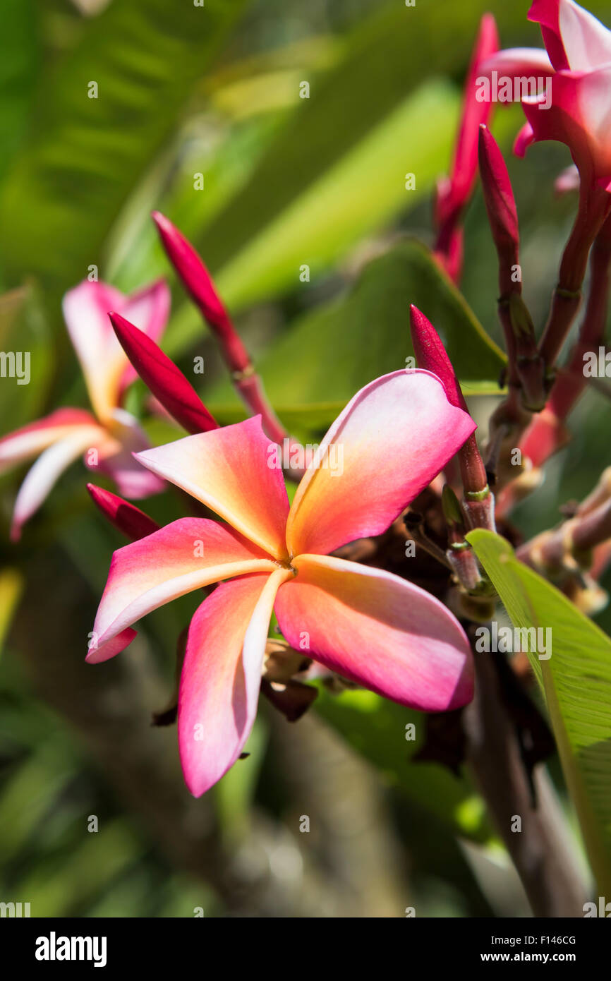 Rainbow Plumeria frangipani fiori che sbocciano nella California del Sud Foto Stock