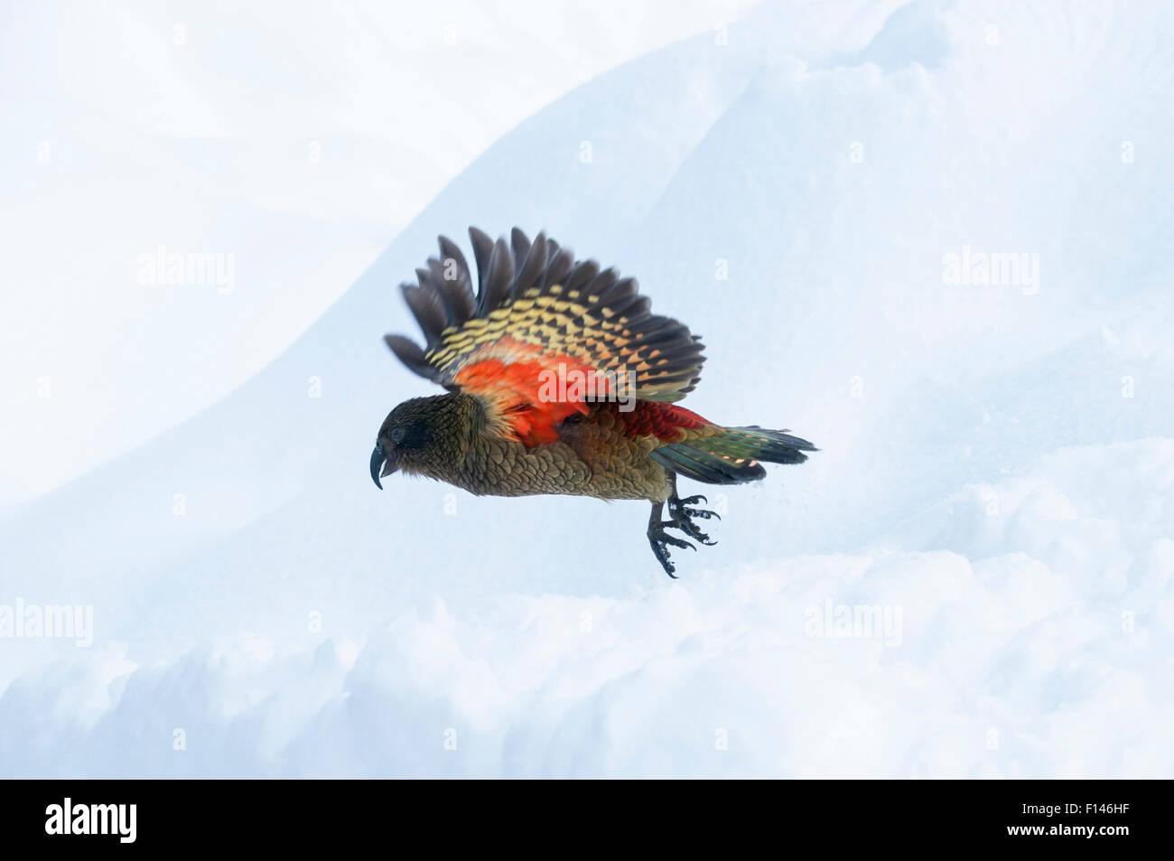 Kea (Nestor notabilis) in volo, Arthur's Pass National Park, Alpi del Sud, Nuova Zelanda, Agosto. Foto Stock