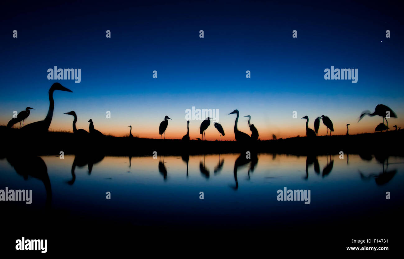 Gli aironi cenerini (Ardea cinerea) in piedi in acqua di un'alba, Puszaszer, Ungheria, Luglio. Foto Stock