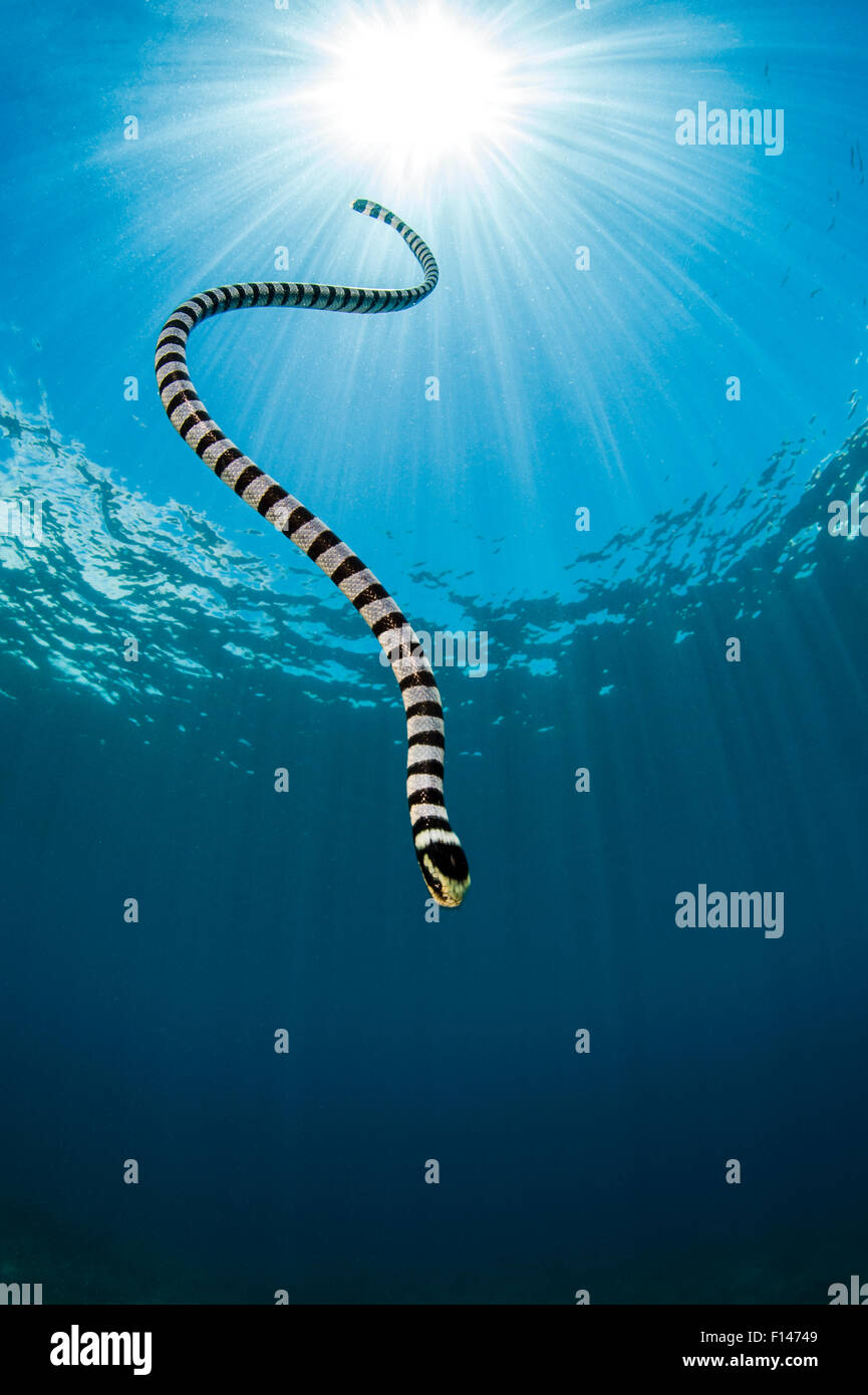 Giallo mare a labbro snake (Laticauda colubrina) si tuffa di nuovo verso il basso per il reef dopo la spianatura per soffio di aria. Apo Island, Dumaguete, Negros, Filippine. Mare di Bohol, tropicali West Oceano Pacifico. Foto Stock