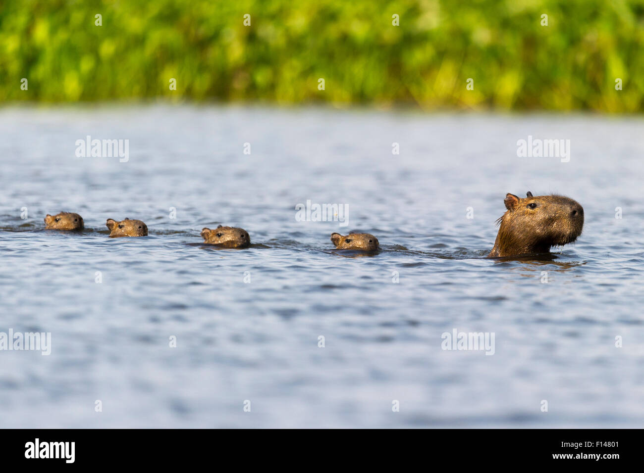 Capibara femmina (Hydrochoerus hydrochaeris) nuoto in linea con i giovani dopo la fuga di un attacco Jaguar (Panthera onca palustris) in una laguna off fiume Paraguay. Taiama Riserva Ecologica, Pantanal, Brasile, Sud America. Foto Stock