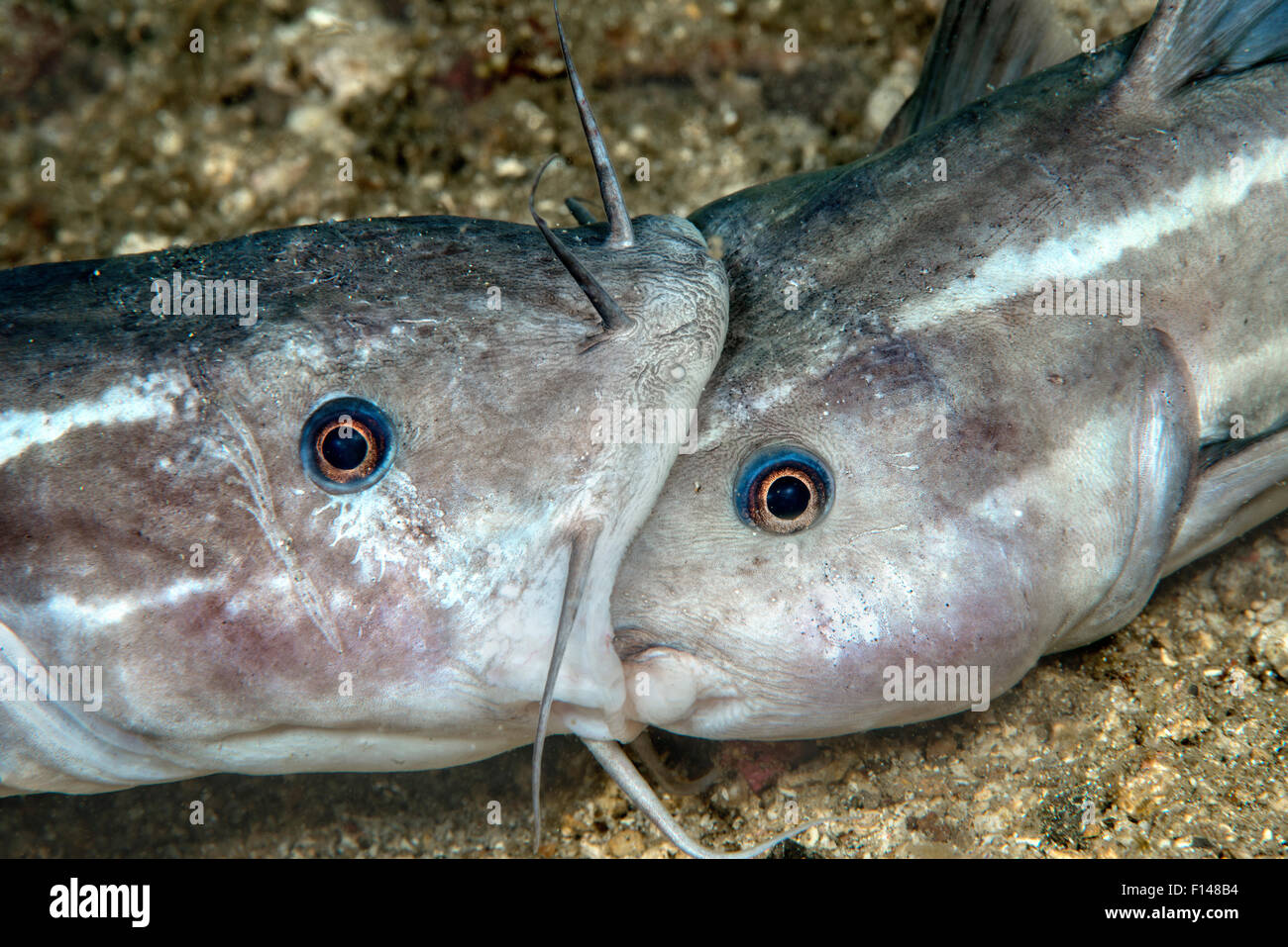 Anguilla striato pesce gatto (Plotosus lineatus) maschi adulti lotta cercando di mordere ogni altro alla testa. Lembeh strait, Nord Sulawesi, Indonesia. Foto Stock