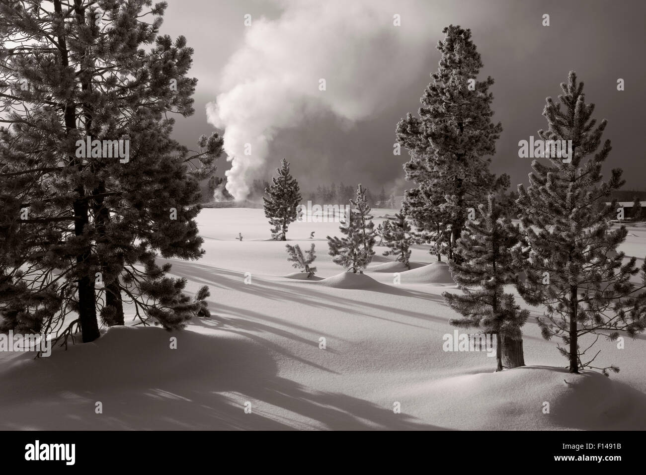 Fotografia in bianco e nero di vecchie fedeli scoppierà in Upper Geyser Basin del Parco Nazionale di Yellowstone, Wyoming negli Stati Uniti, febbraio 2011. Foto Stock
