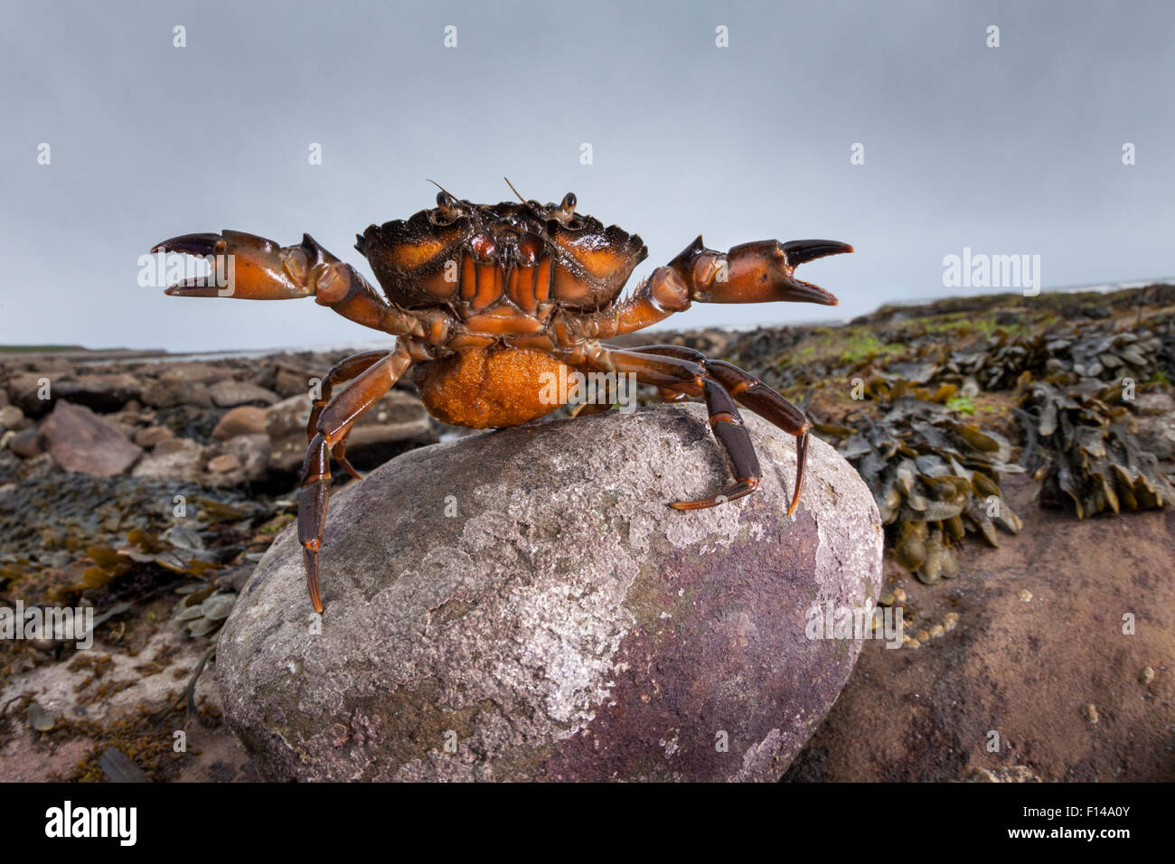 Shore Crab (Carcinus maenas) femmina che trasporta le uova con artigli sollevata in posizione difensiva. Northumberland, Regno Unito. Maggio. Foto Stock