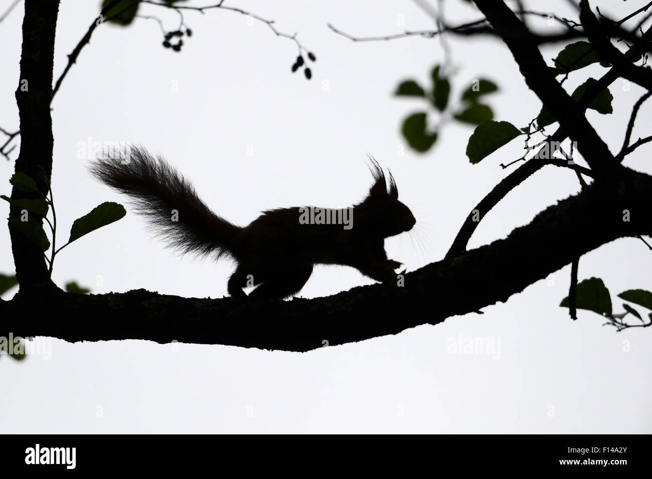 Red scoiattolo (Sciurus vulgaris) silhouette sul ramo, Vosges, Francia, Maggio. Foto Stock