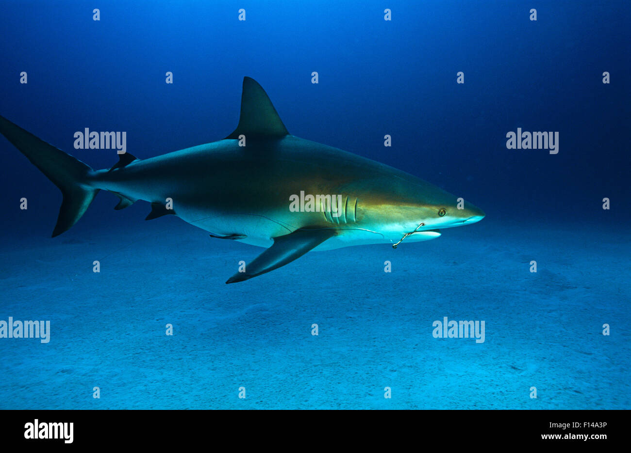 Caribbean Reef shark (Carcharhinus perezii) adulto con gancio di pesca nella mascella e la traccia di filo collegato. Bahamas. Caraibi. Foto Stock