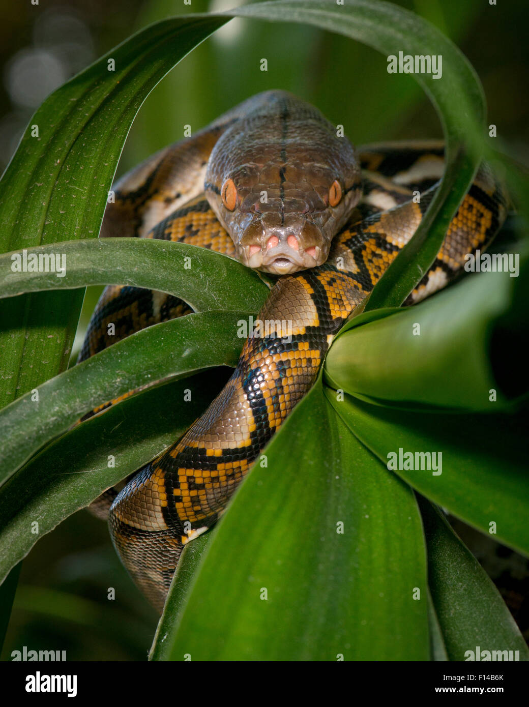 Pitone reticolato (Malayopython reticulatus) captive, si verifica nel Sud Est Asiatico. Foto Stock