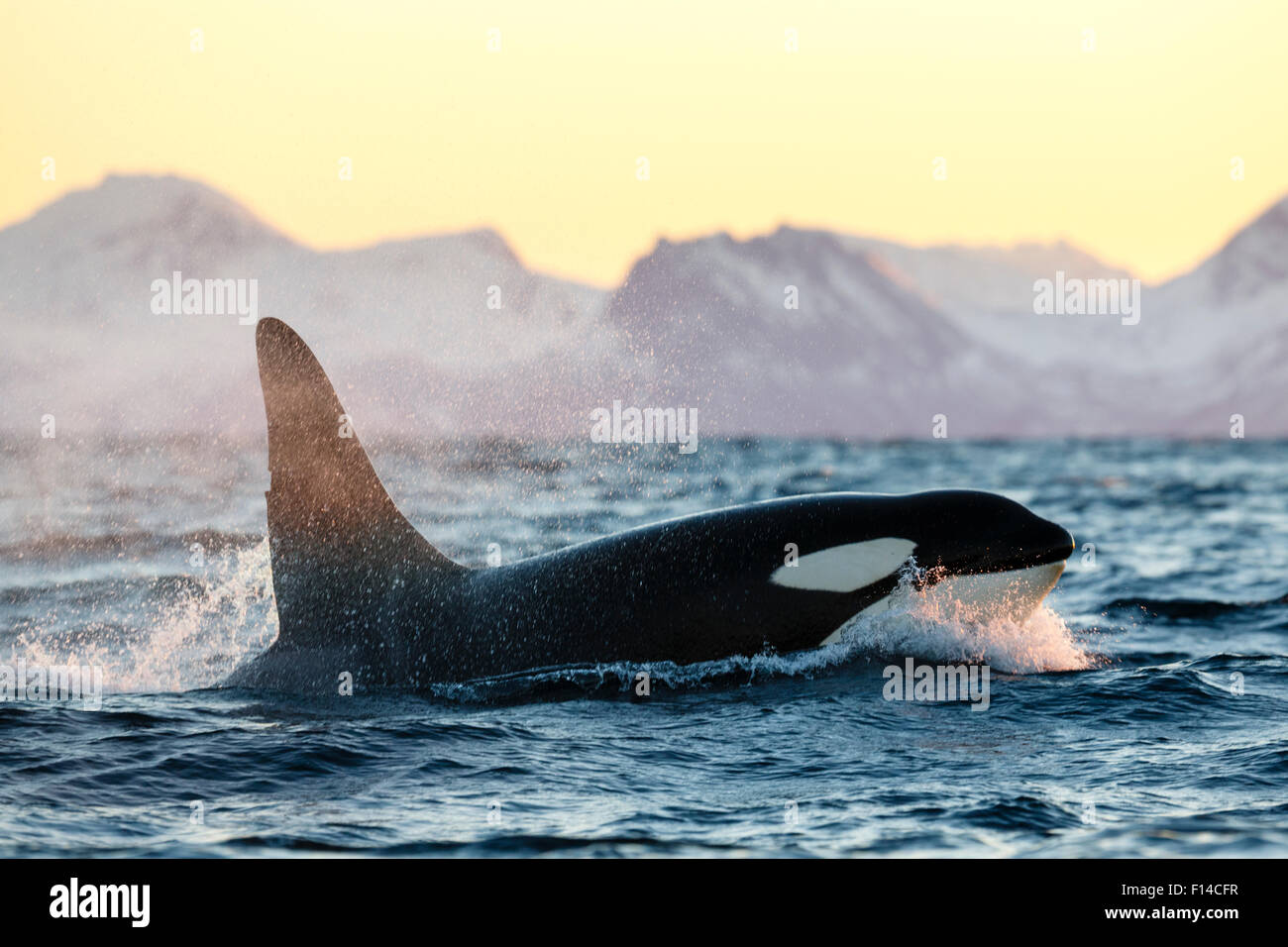 Killer Whale / orca (Orcinus orca), grande maschio affiorante, Andfjorden, vicino a Andoya, Nordland, Norvegia, Gennaio (notte polare periodo). Foto Stock