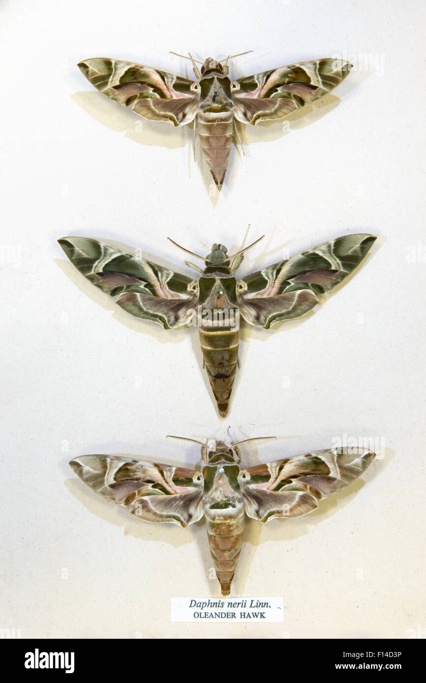 Oleandro Hawkmoth / Esercito falena verde (Daphnis nerii) esemplari del museo che mostra le variazioni di dimensione e colorazione, Tyne and Wear archivi e musei Foto Stock