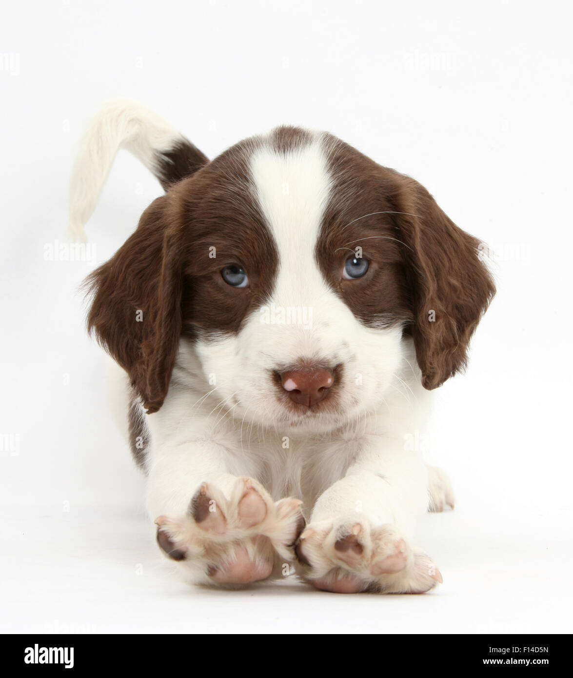 Lavorando English Springer Spaniel cucciolo, 6 settimane, a giocare a prua. Foto Stock