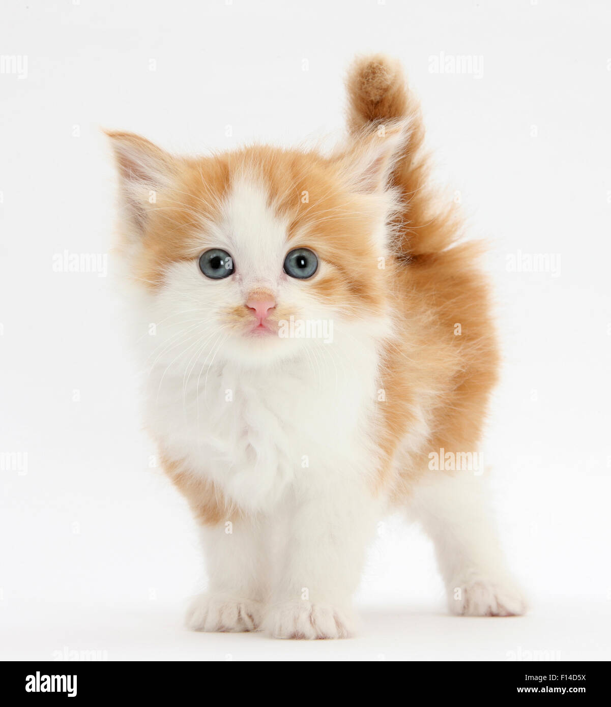 Lo zenzero e il cucciolo bianco guardando la fotocamera. Foto Stock