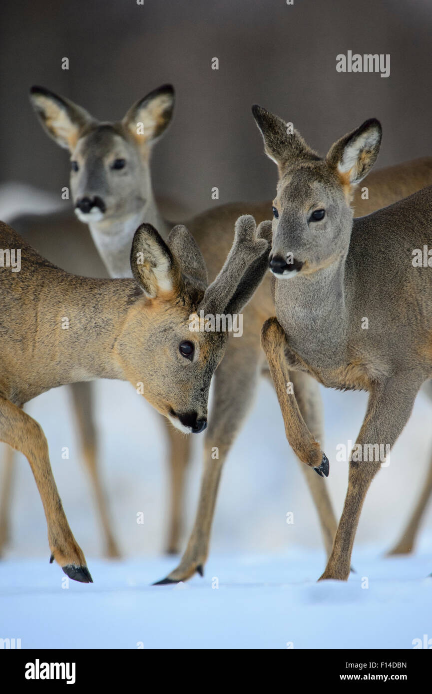 Il capriolo (Capreolus capreolus) buck con FA, Vesneri, in Estonia, a marzo. Vincitore dell'animale storie portafoglio nella natura Melvita immagini concorso a premi 2014. Foto Stock