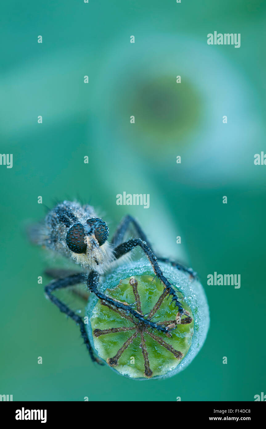 Robber fly (Eutolmus rufibarbis) sul papavero (Papaver sp) sementi di testa, Klein Schietveld, Brasschaat, Belgio, Giugno. Foto Stock