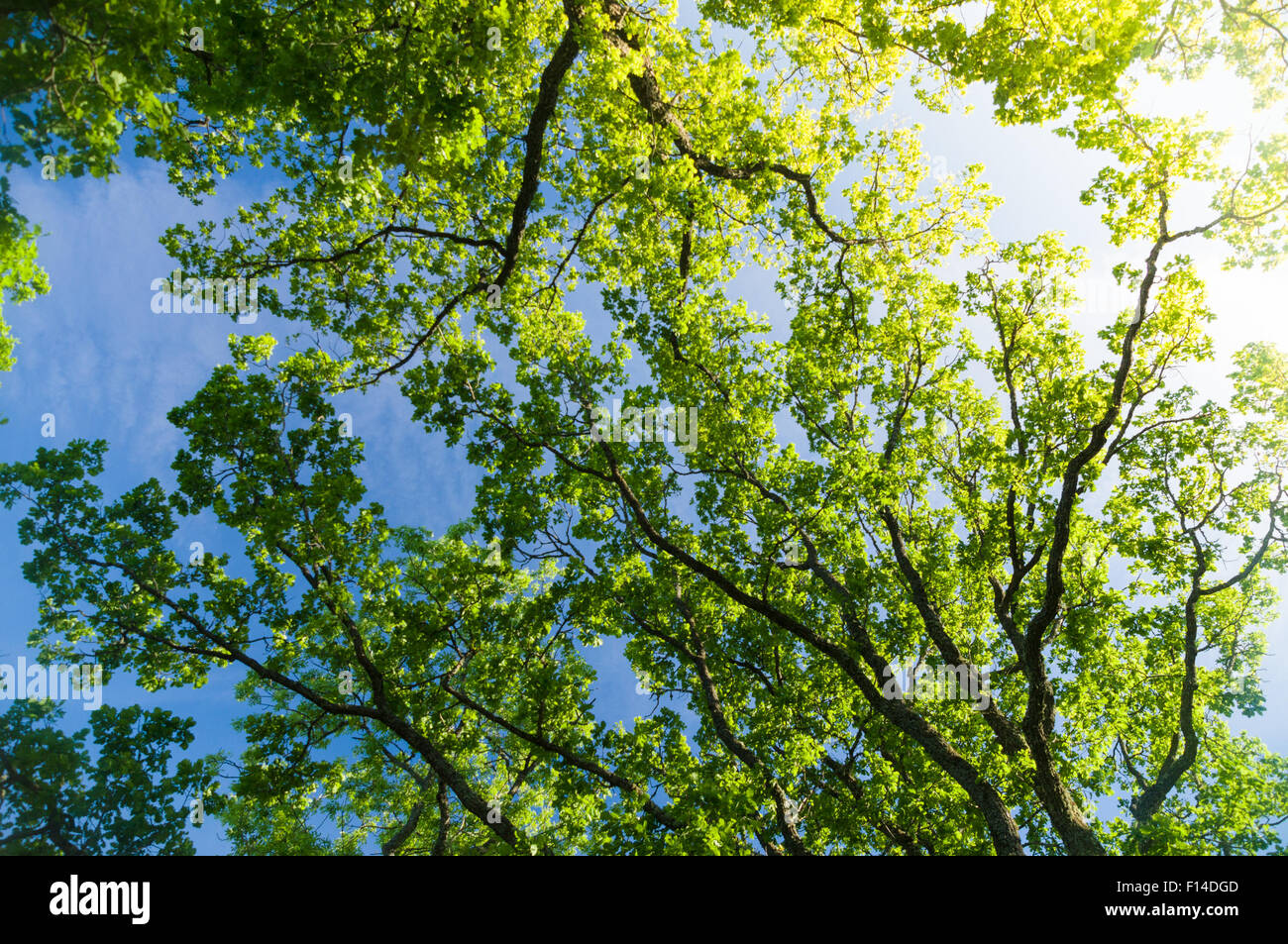 Oak tree corona da sotto contro il cielo blu con la sunflare Foto Stock