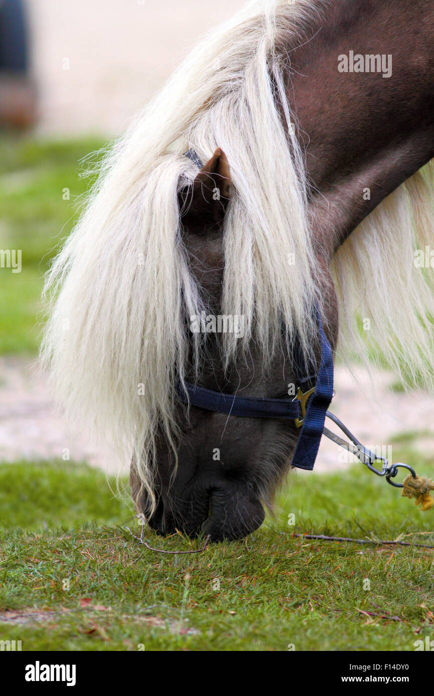 Dettaglio della bella pascolo pony - avente un grande bianco mane Foto Stock