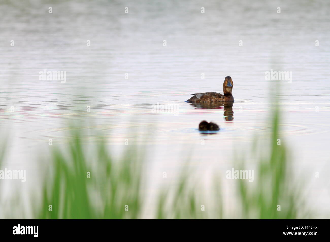 Vista minimalista di Mallard duck family - femmina e pulcino Foto Stock