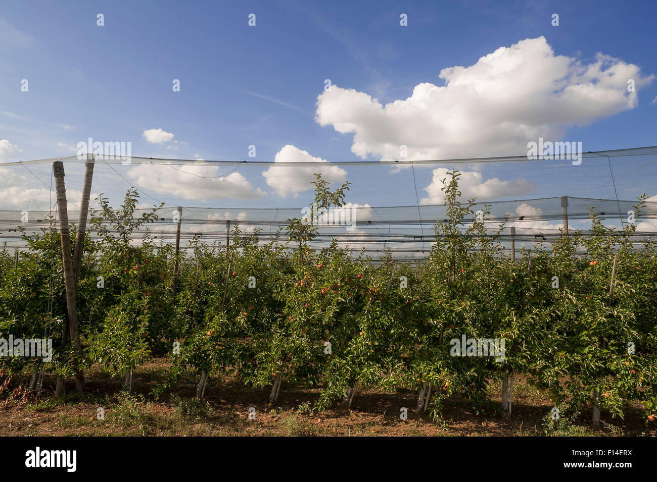 Apple orchard con grandine reti di protezione, Herpersdorf, Media Franconia, Baviera, Germania Foto Stock