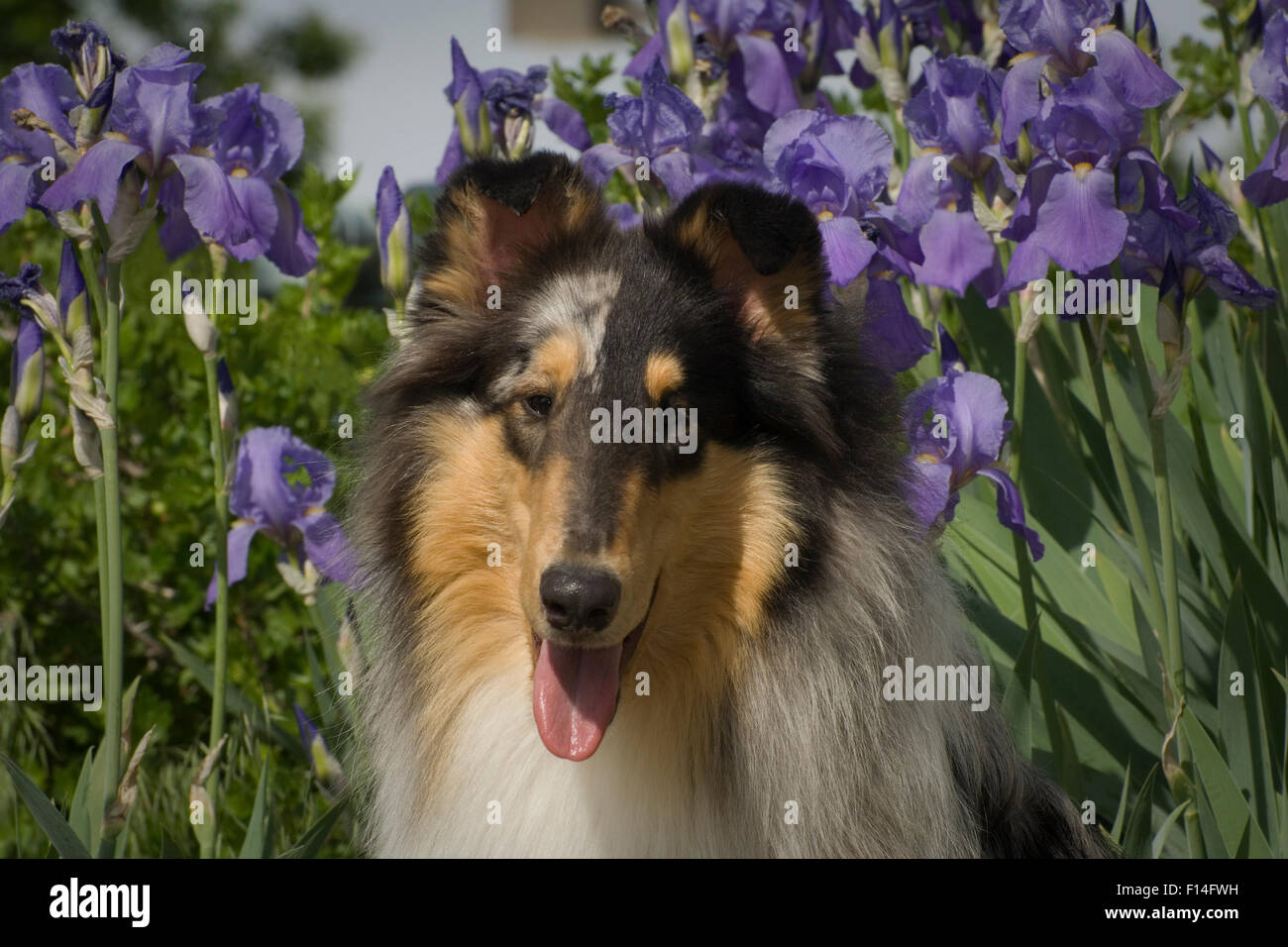 COLLIE ruvida da IRIS letto floreale Foto Stock
