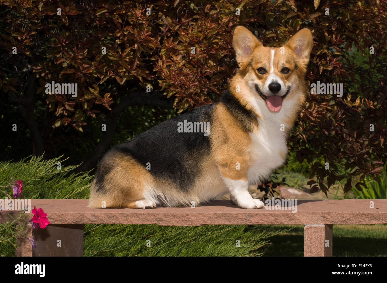 PEMBROKE WELSH CORGI Foto Stock