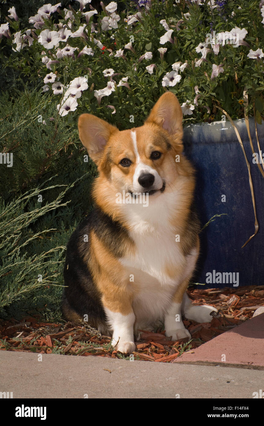 PEMBROKE WELSH CORGI Foto Stock
