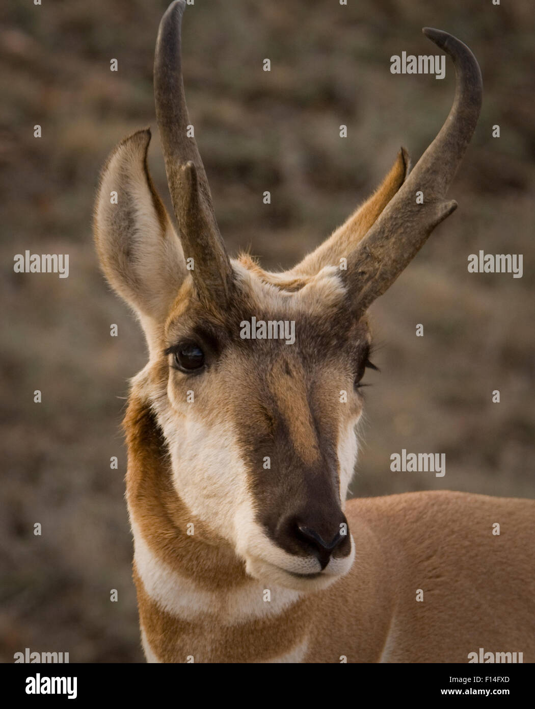 BUCK PRONGHORN colpo di testa Foto Stock