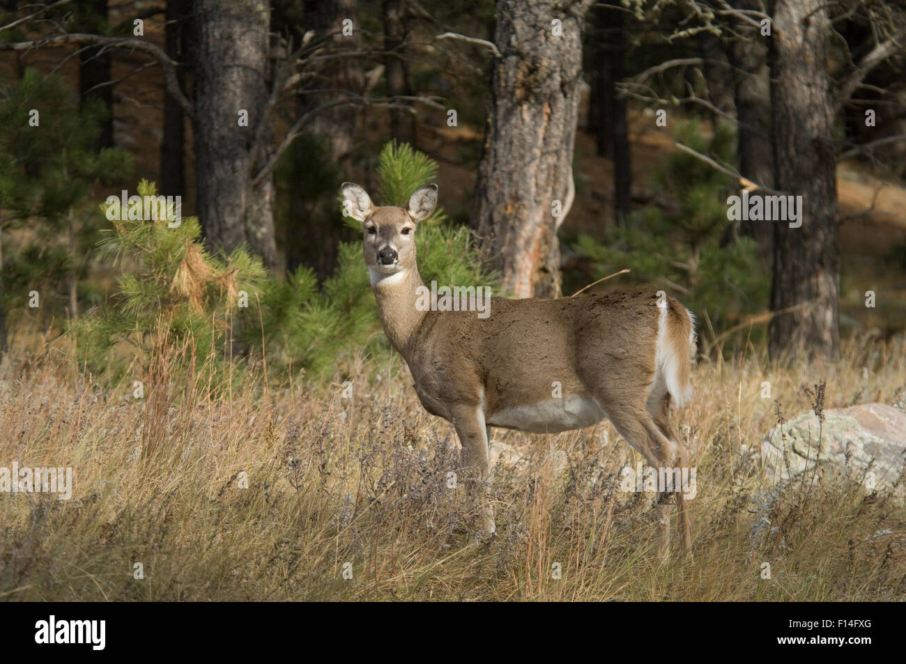 WHITE-Tailed Deer Foto Stock