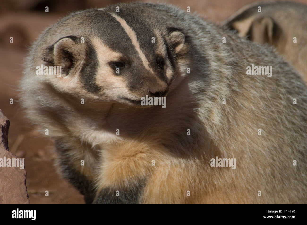 BADGER Foto Stock