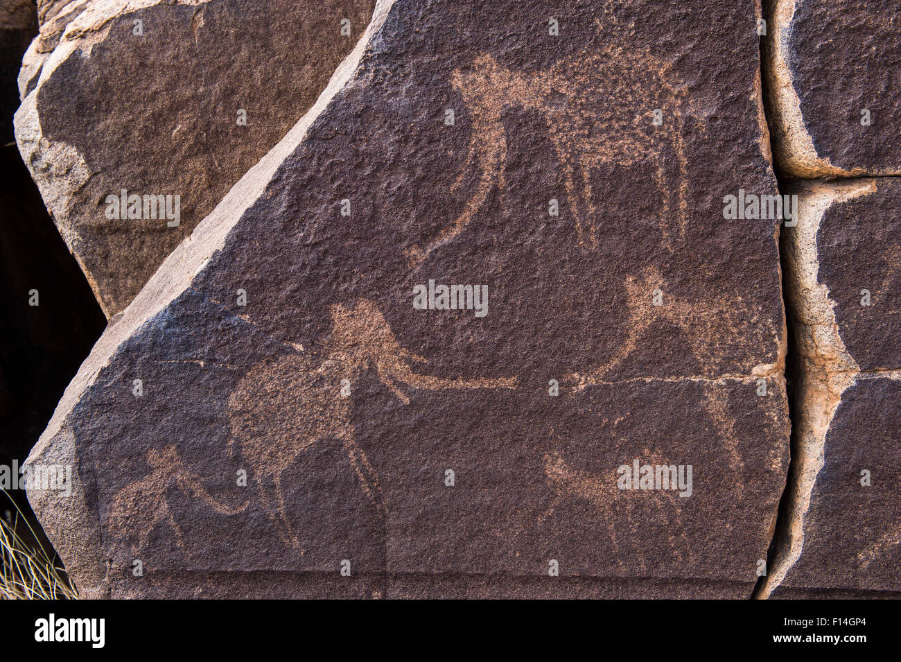 Petroglyph da San Bushman di elefante. Partita privata ranch, grande Karoo, Sud Africa. Foto Stock