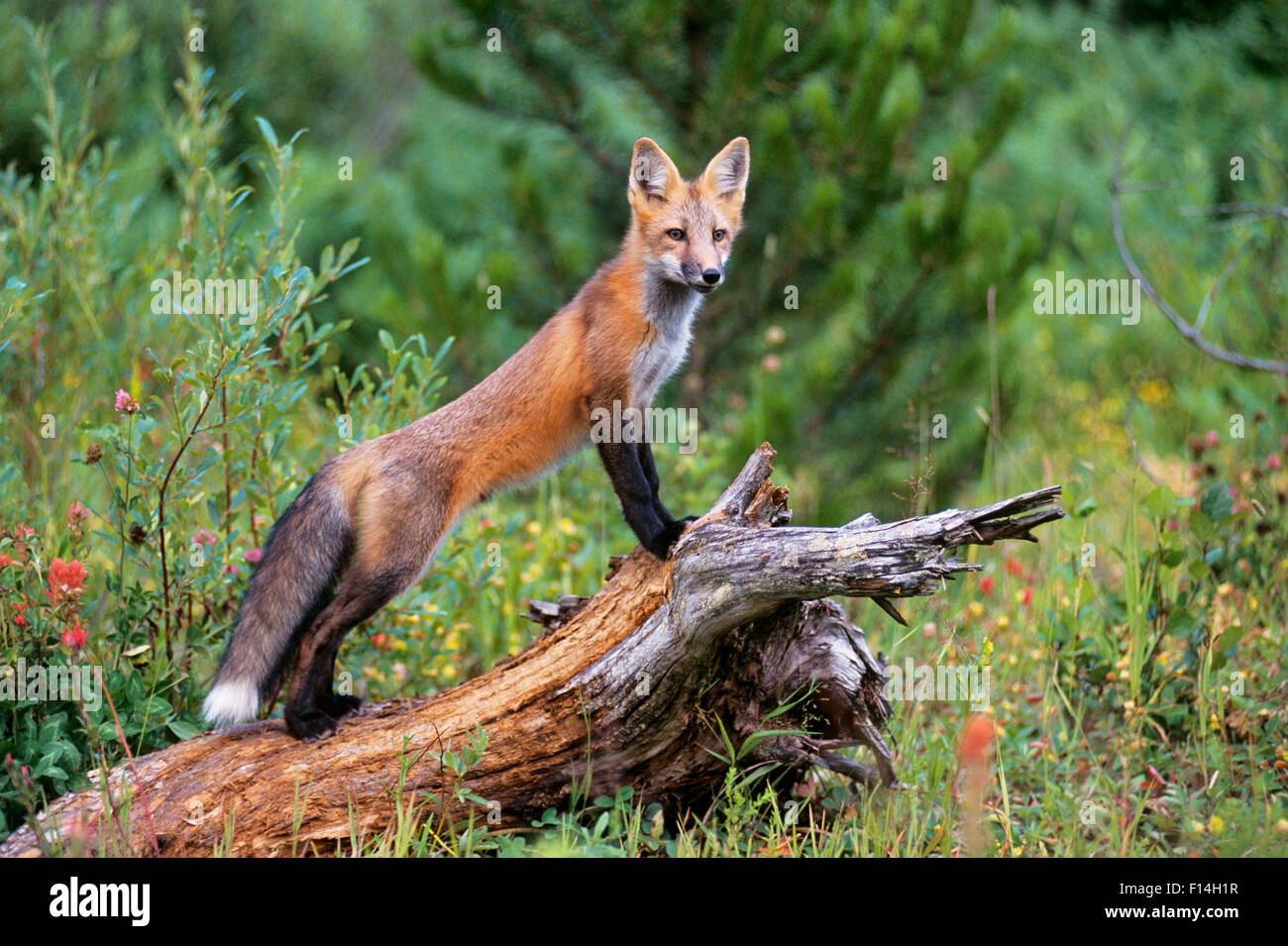 La volpe rossa Vulpes vulpes fiduciosamente PERMANENTE SU UN LOG Foto Stock