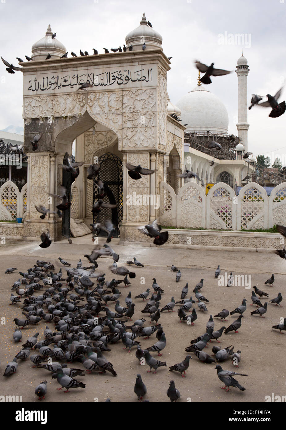 India, Jammu e Kashmir Srinagar, Hazratbal, la folla dei piccioni al di fuori del cancello in marmo al santuario musulmano Foto Stock