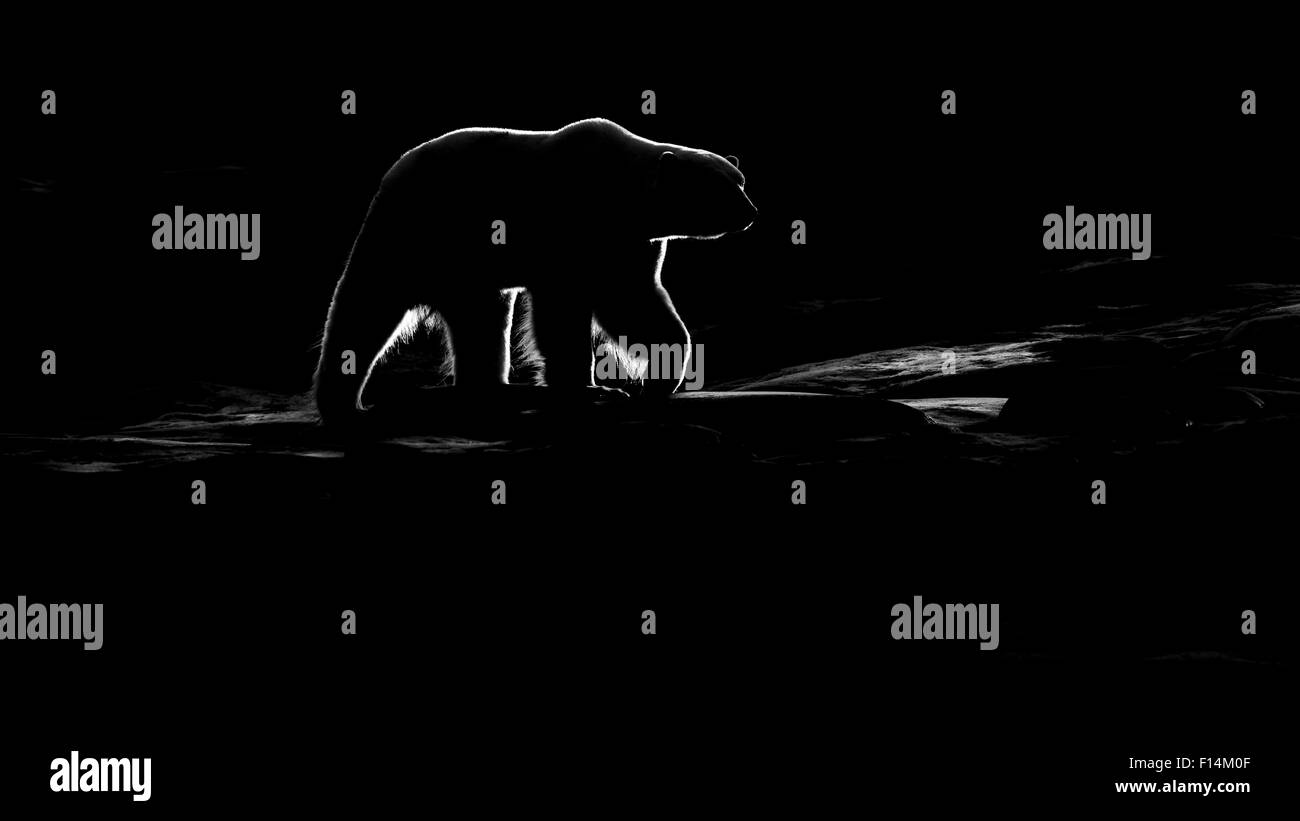 Orso polare (Ursus maritimus) camminando sulle rocce umide, Kvitoya (Isola Bianca), isole Svalbard, Norvegia, settembre. Foto Stock