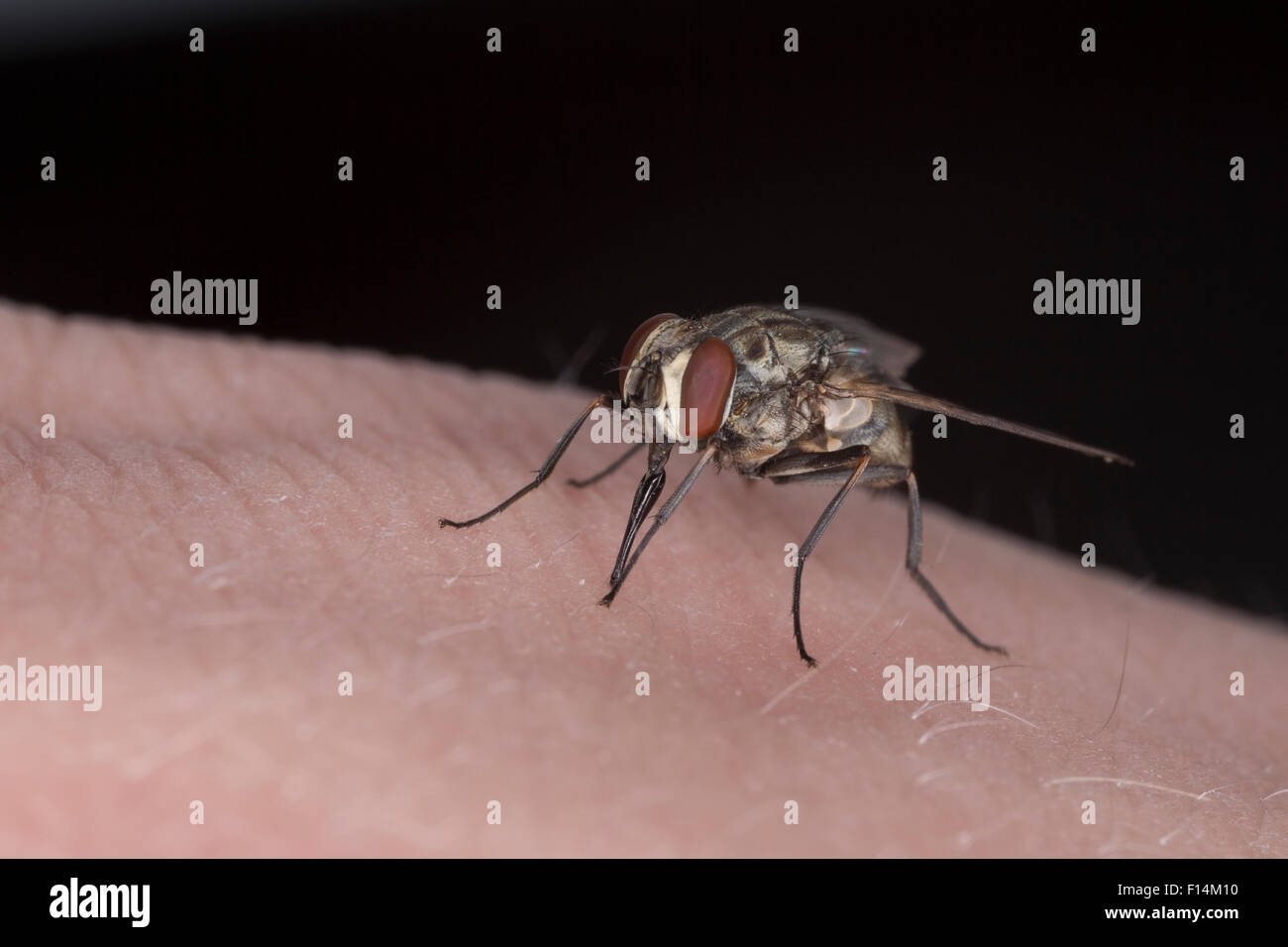 Volo stabile, granaio fly, mordere house fly, cane fly, femmina, Wadenstecher, Wadenbeißer, Stechfliege, Weibchen, Stomoxys calcitrans Foto Stock