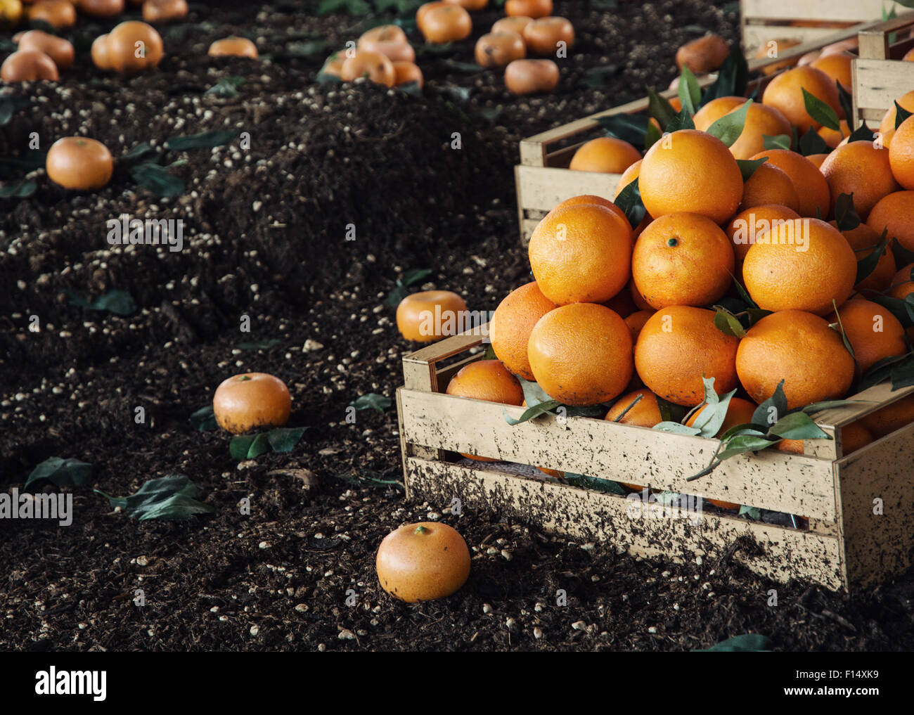 Arance fresche nella scatola di legno. Tema del raccolto. Foto Stock