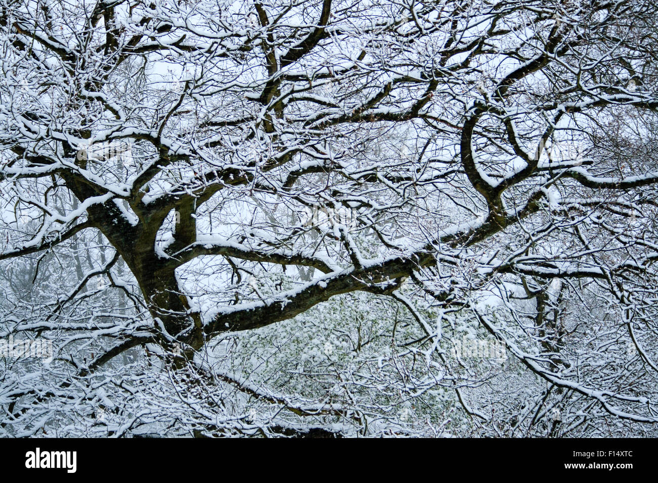 Scena invernale di coperta di neve alberi dopo la nevicata in Caterham Surrey, Inghilterra. Foto Stock