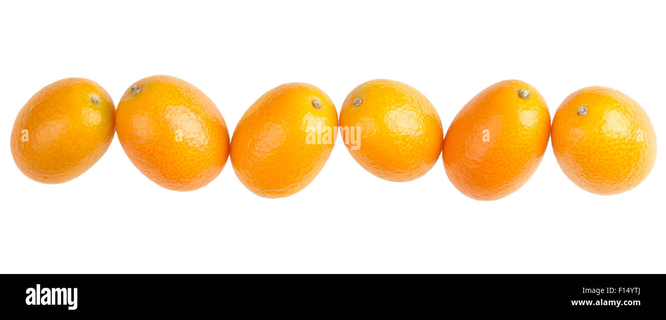Sei kumquat ovale in una fila closeup. Foto macro dal di sopra su sfondo bianco. Foto Stock