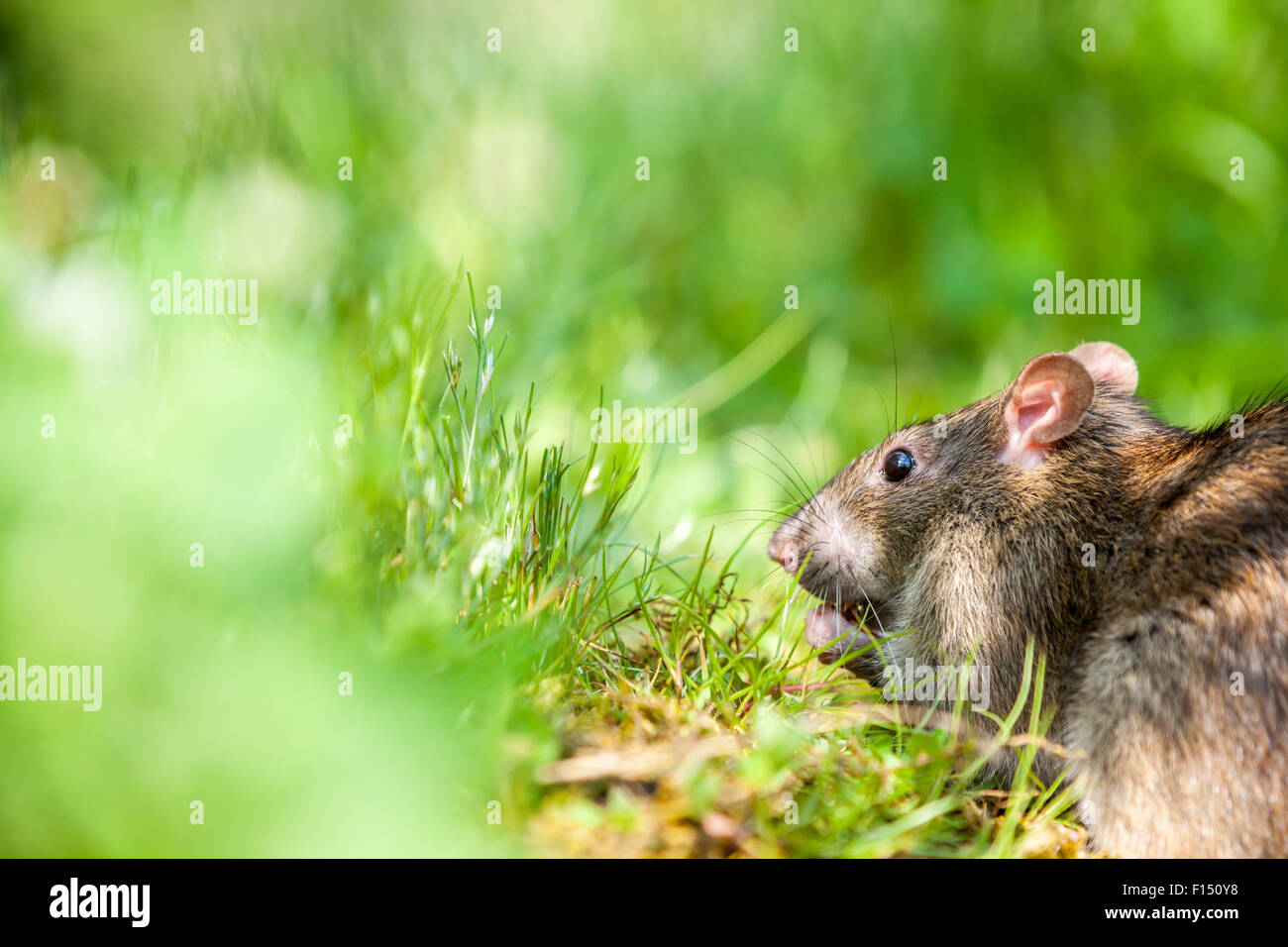 Wild rat è mangiare in erba Foto Stock