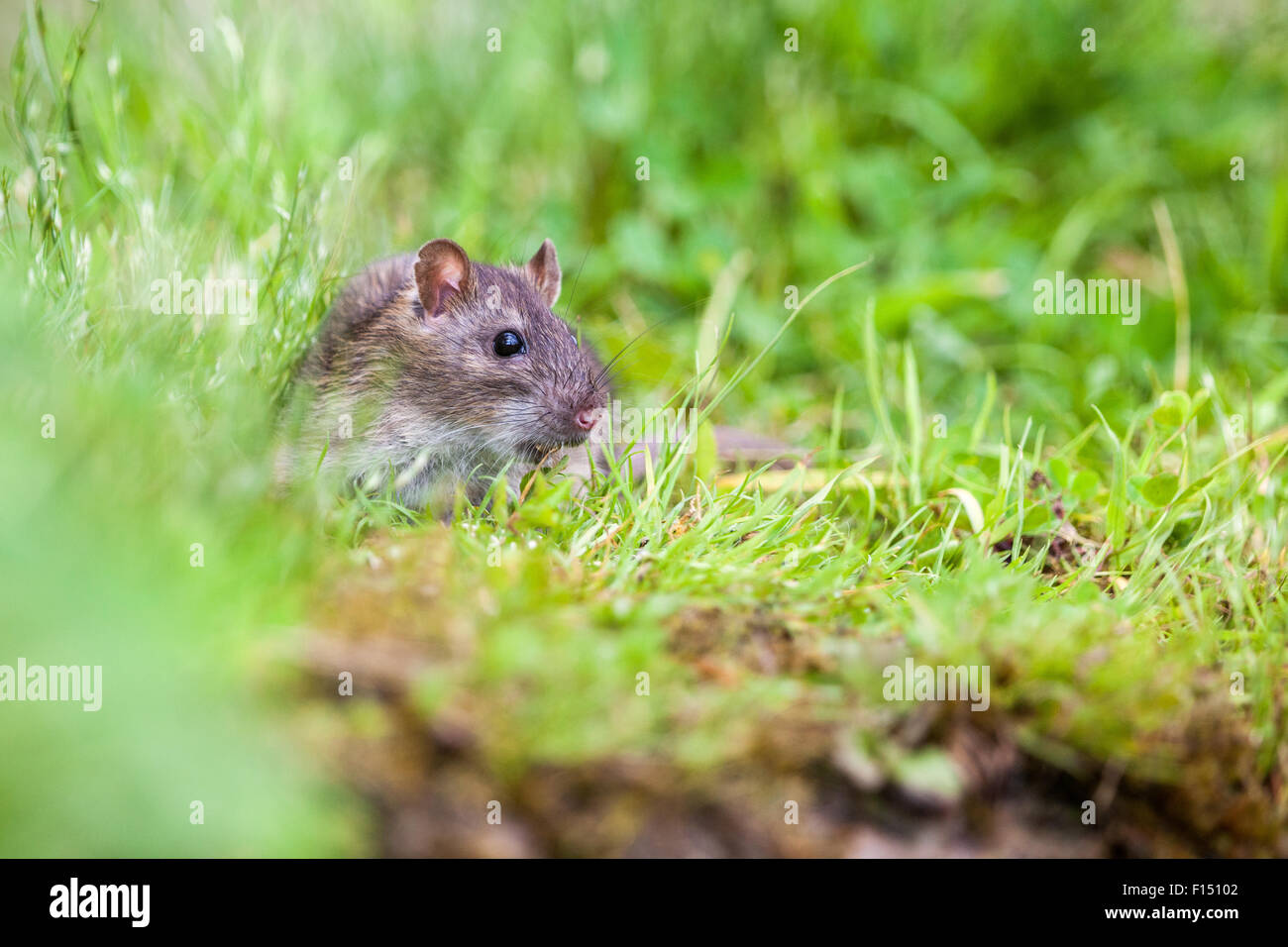 Wild rat è mangiare in erba Foto Stock