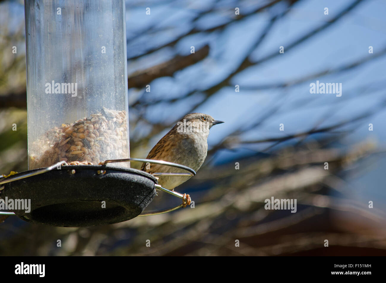 Sparrow su alimentatore di sementi Foto Stock