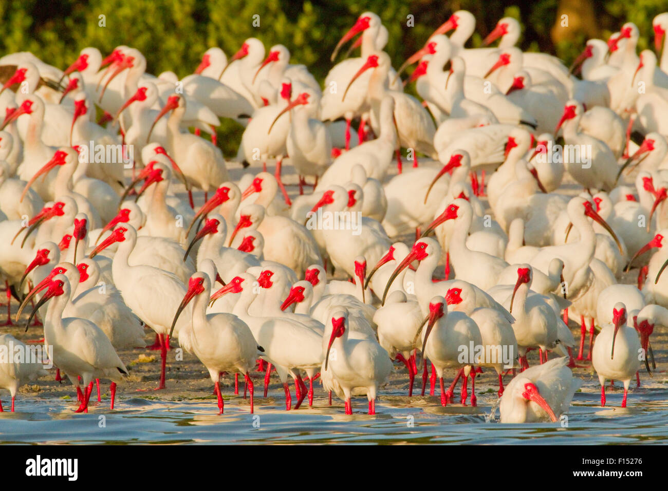 Gregge di bianco (ibis Eudocimus albus) in allevamento piumaggio, a rookery sul bordo d'acqua della mangrovia-isola ricoperta, Baia di Tampa, Florida, Stati Uniti d'America, Marzo Foto Stock