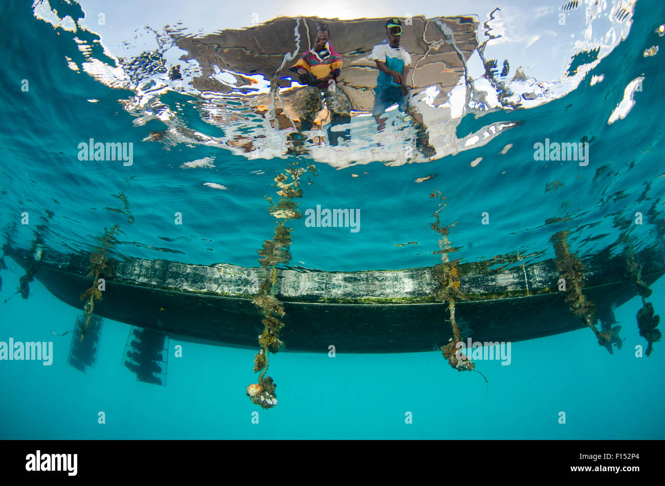 Pearl linee agricole subacquea, J Hunter Pearl Farm, Savusavu isola, Figi, South Pacific, aprile 2014. Isole Figi è nota per la produzione di "black" perle. Foto Stock