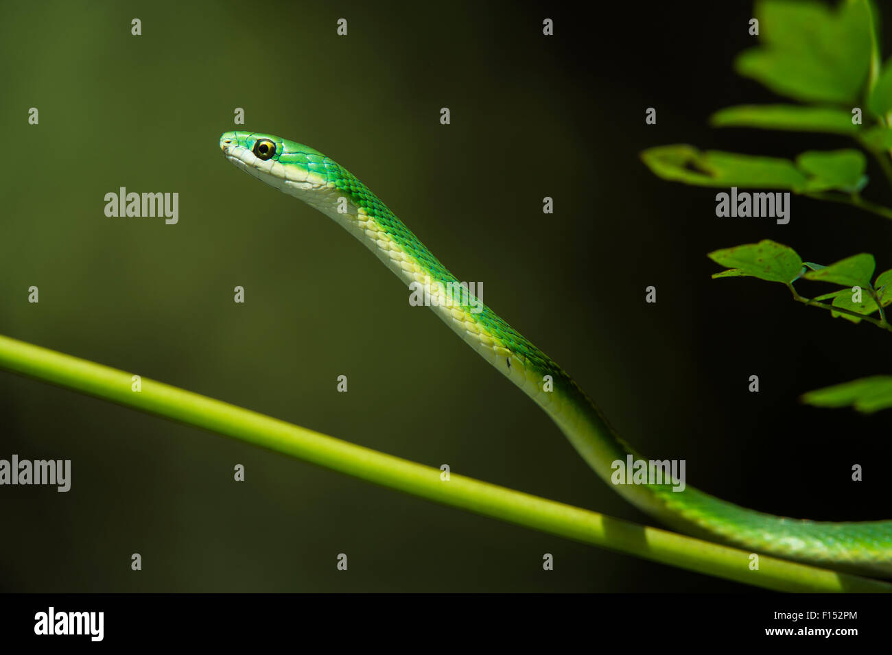 Ruvido green snake (Opheodrys aestivus) Nord della Georgia, USA, luglio. Captive, avviene in America del Nord. Foto Stock