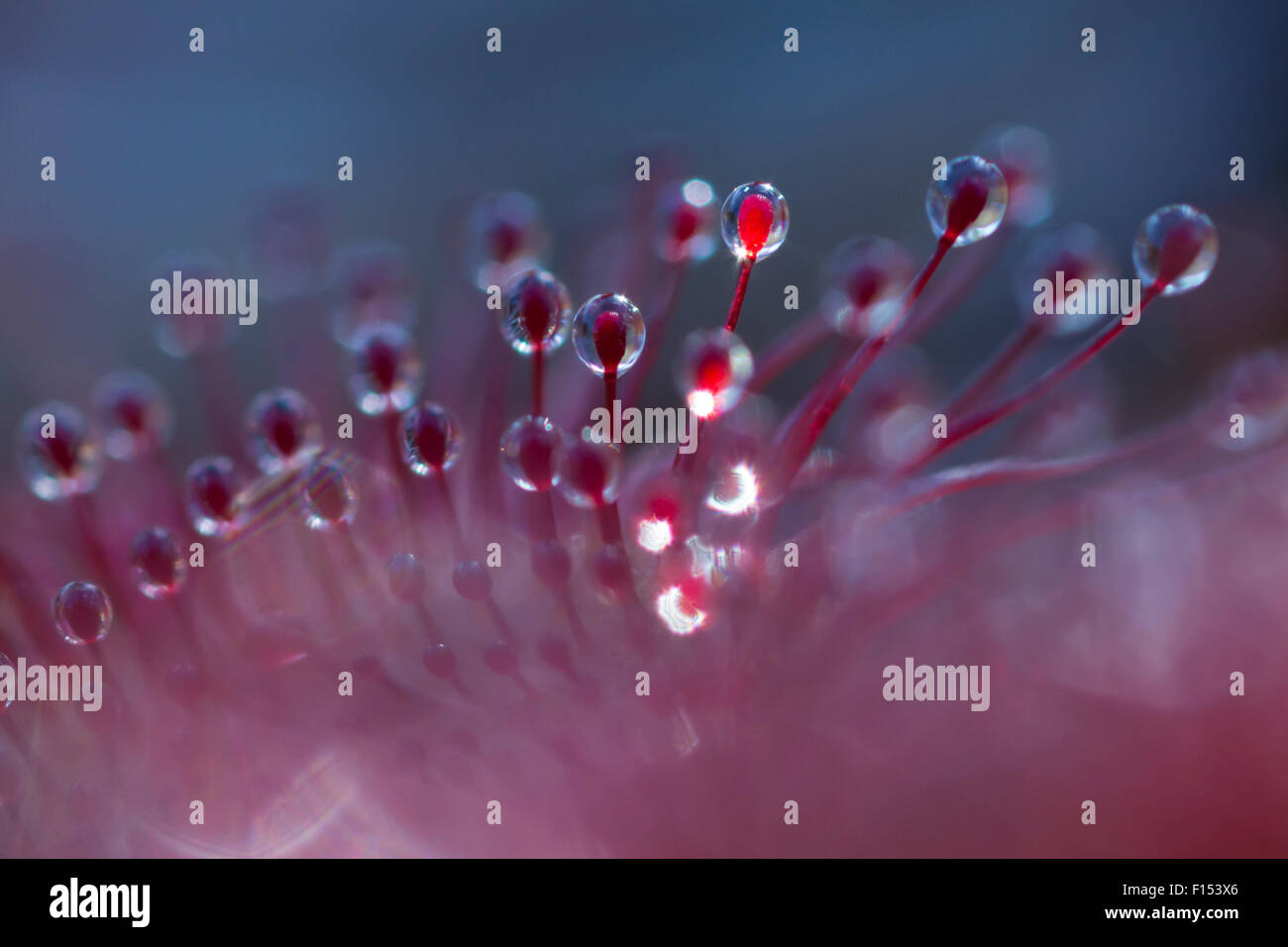 Round-lasciava sundew (drosera rotundifolia) che mostra le gocce di adesivo sulla fine di peli ghiandolari utilizzato per intrappolare insetti. Nordtirol, Alpi austriache, Luglio. Foto Stock