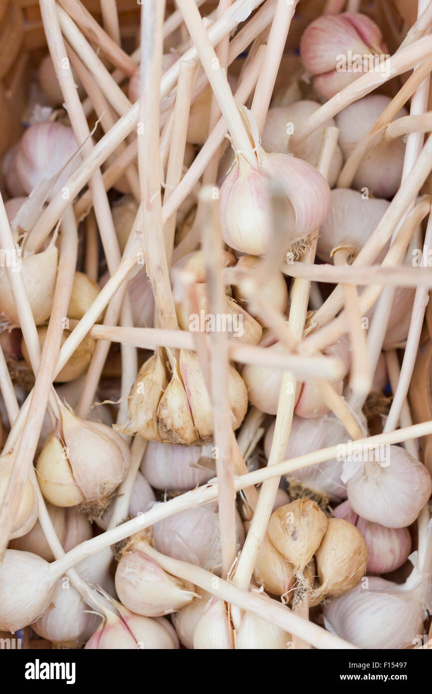 Close-up display di aglio con steli ad agricoltori street market Foto Stock