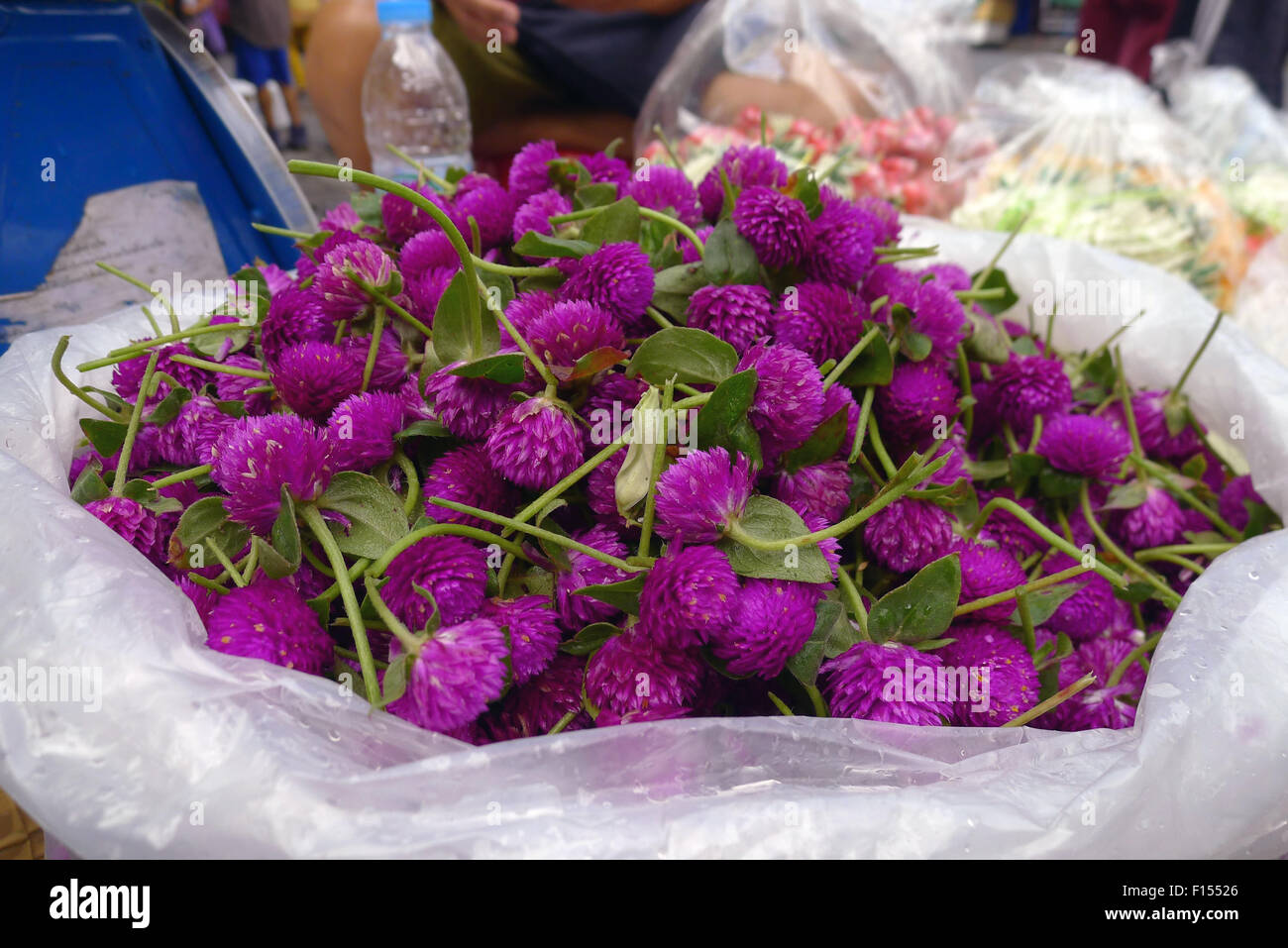 Fiore coloratissimo offre al mercato dei fiori a Bangkok Foto Stock