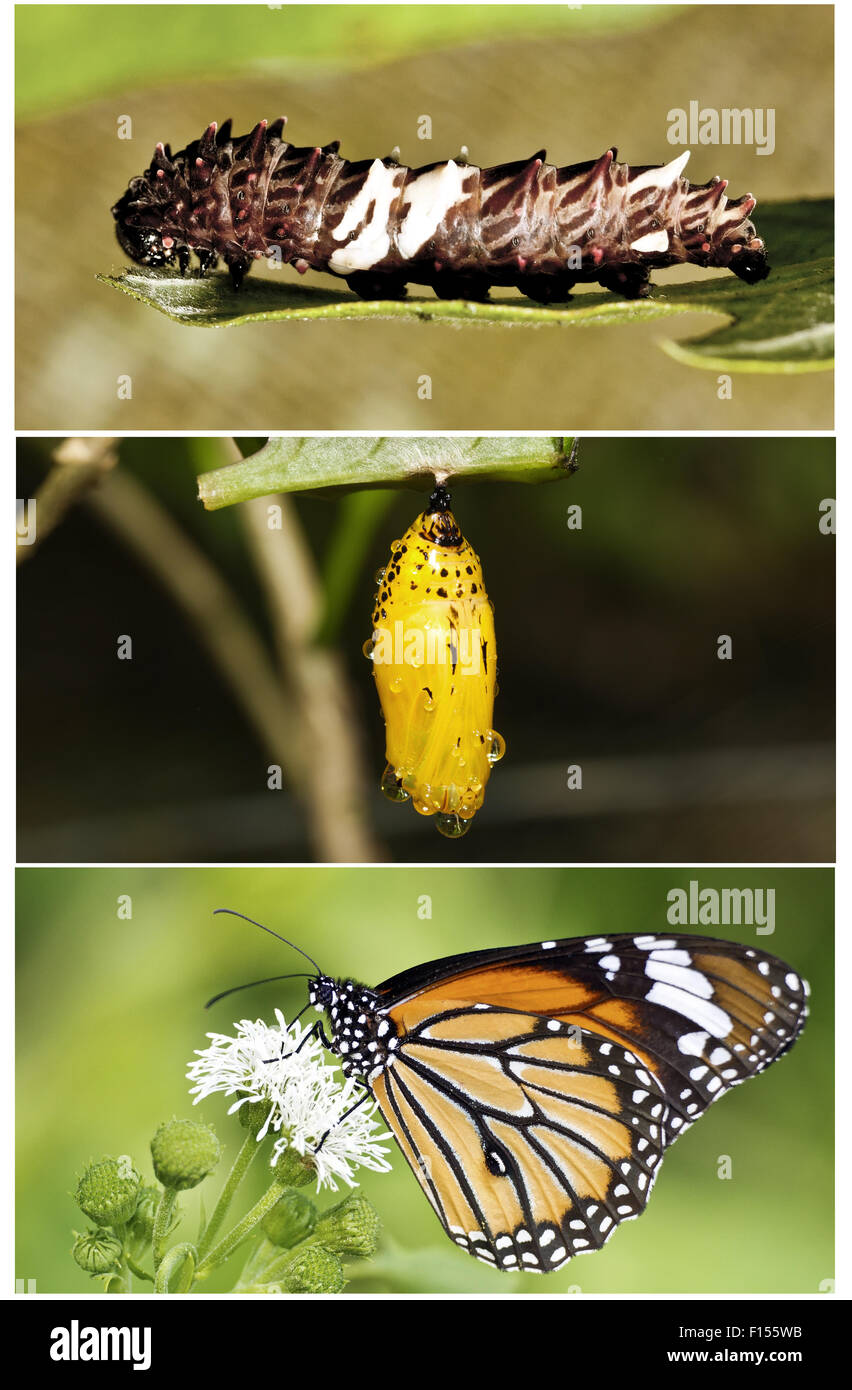Ciclo di vita di butterfly Foto Stock